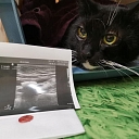 Veterinary clinic IKAROSS