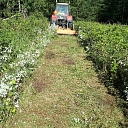 Logging and forestry. Territory cleanup, tree sawing, grass cutting and mulching, wood chipping