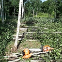 Logging and forestry. Territory cleanup, tree sawing, grass cutting and mulching, wood chipping