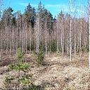 Logging and forestry. Territory cleanup, tree sawing, grass cutting and mulching, wood chipping