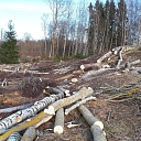 Logging and forestry. Territory cleanup, tree sawing, grass cutting and mulching, wood chipping