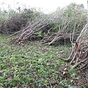 Logging and forestry. Territory cleanup, tree sawing, grass cutting and mulching, wood chipping