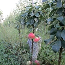 "Taurkalni", tree nursery