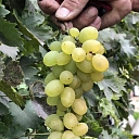 Виноград, выращивание саженцев винограда, торговля