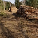 "Ольха", ООО, Лесозаготовка в Курземе