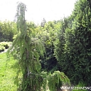 Stādaudzētava