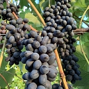 Виноград, выращивание саженцев винограда, торговля