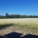 Medicinal plant products