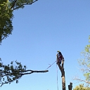 Dangerous tree cutting, tree care, arborist