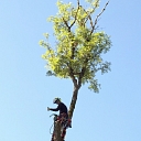 Спиливание опасных деревьев, уход за деревьями, арборист