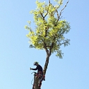 Dangerous tree cutting, tree care, arborist