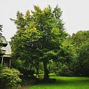 Dangerous tree cutting, tree care, arborist