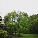 Dangerous tree cutting, tree care, arborist