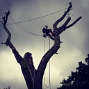 Dangerous tree cutting, tree care, arborist