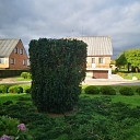 Dangerous tree cutting, tree care, arborist