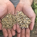 GRAIN PROCESSING AND FEED PREPARATION
