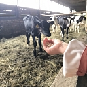 GRAIN PROCESSING AND FEED PREPARATION