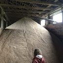 GRAIN PROCESSING AND FEED PREPARATION
