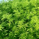 Hemp seeds. Dolcetta SIA, Cannabis for health.