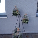 Floristry, Flower shop in Baldone Meldra