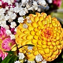 Flower shop Dālija in Dagda