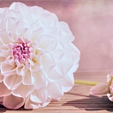 Flower shop Dālija in Dagda