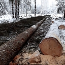 Logging, forest management, preparation of felling areas - walking, tree measurements, deforestation of agricultural land