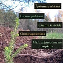 Лесоразработка, управление лесной собственностью, подготовка лесосек - прогулка, измерение деревьев, вырубка сельскохозяйственных земель