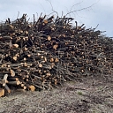 Logging, forest management, preparation of felling areas - walking, tree measurements, deforestation of agricultural land