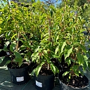 Nursery in Dreiliņi