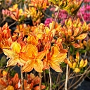 Advice on planting and caring for seedlings