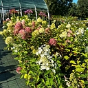 Decorative shrubs