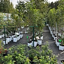 Seedlings in Ropaži county