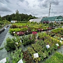 Sale of seedlings in Dreiliņi