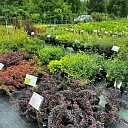 Sale of shrubs and rushes