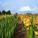 Gladioli grown in Latvia
