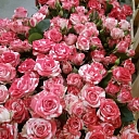 Zelta zieds Flowers in Bauska