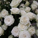 Золотой цветок, Цветочная база