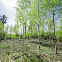 Forest administration