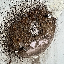 Pest control in Riga