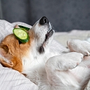 Relaxing care and well-being for your four-legged friend