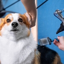 Professional animal grooming and care.