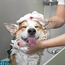 Gentle washing and care for a healthy and clean pet