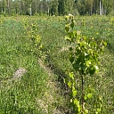 Forest land transformation