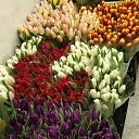 Tulpes