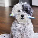 Caring for dental health is important for every pet