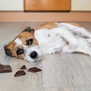 Attention – not everything, what people like, suitable for pets!