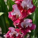 Gladiolus