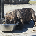 Зоомагазин в Цесисе