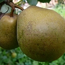 Pear seedlings